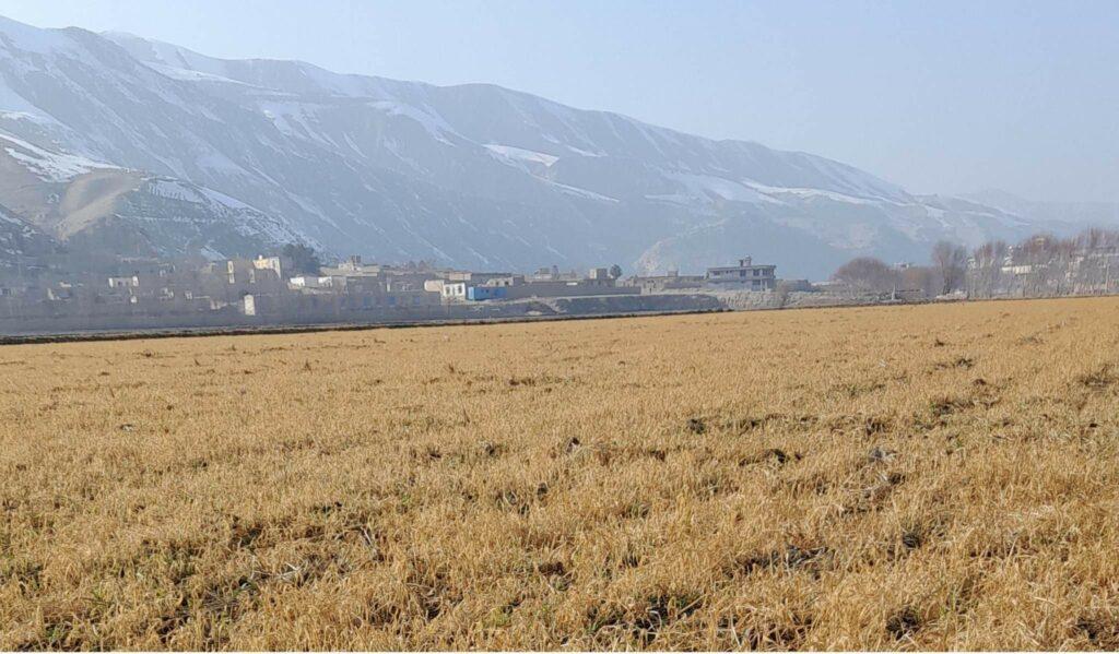 دهاقین: سردی هوا در بغلان مزارع گندم را از بین برده‌است
