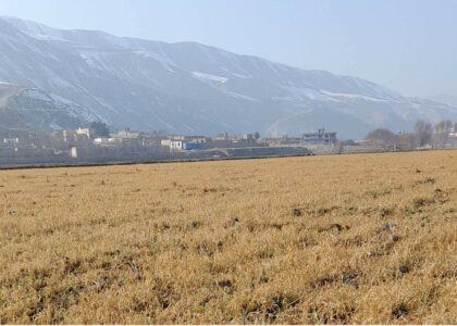 دهاقین: سردی هوا در بغلان مزارع گندم را از بین برده‌است