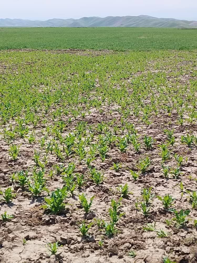 Poppy crop on 50 acres land eradicated in Sar-i-Pul