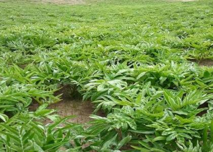 ریاست زراعت هلمند: تلاش‌ها برای افزایش کشت هنگ آغاز شده‌است