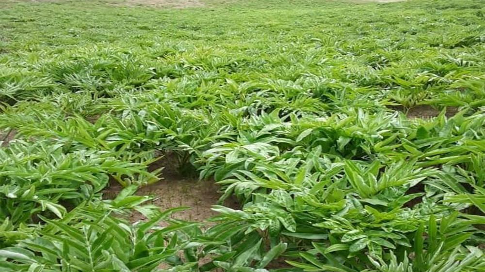 Efforts on to promote asafetida cultivation in Helmand