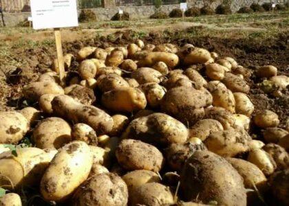 سال گذشته حاصلات کچالو در بامیان ۲۴ درصد کاهش یافته‌است