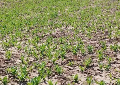 Poppy crop on 50 acres land eradicated in Sar-i-Pul