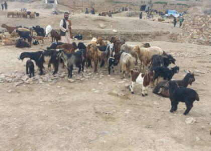 Rising prices dampen animals’ sales in Badghis