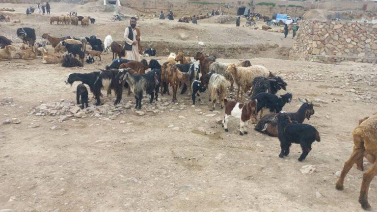 دامداران در بادغیس از نبود بازار برای فروش مواشی‌شان شکایت دارند