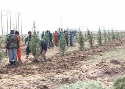 Work on creating second greenbelt launched in Herat