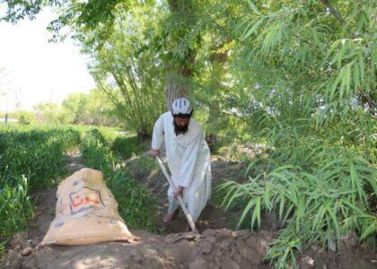 Helmand farmers eye bumper crops this season