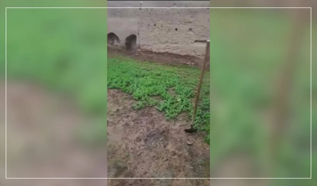 Poppies eradicated on 10 acres of land in Uruzgan