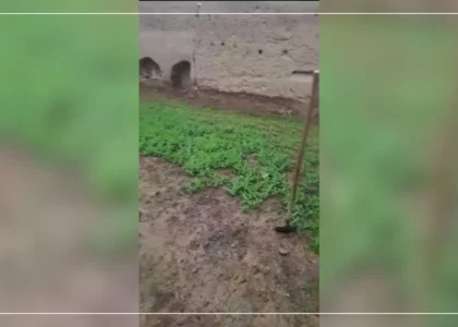 Poppies eradicated on 10 acres of land in Uruzgan