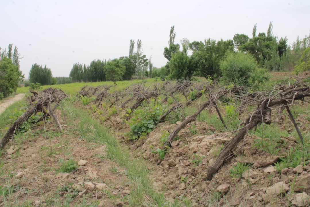 Severe cold weather hits fruit orchards in Sar-i-Pul