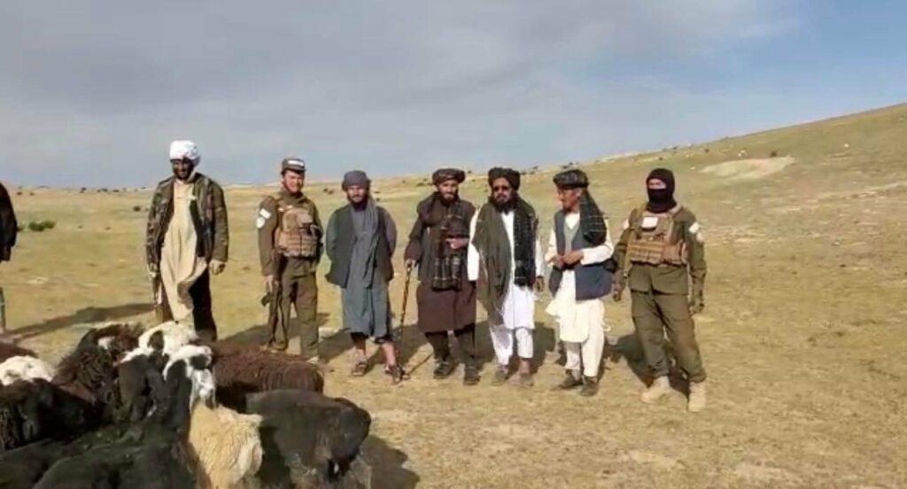 1 person detained over stealing 29 cattle in Samangan