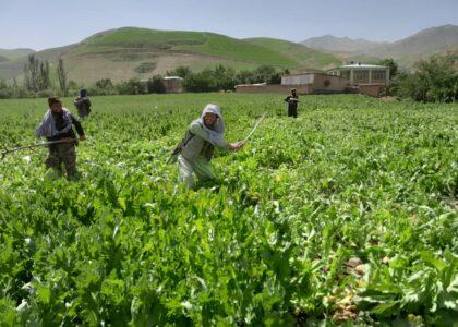 131 acres of Badakhshan land cleared of poppy: MoI