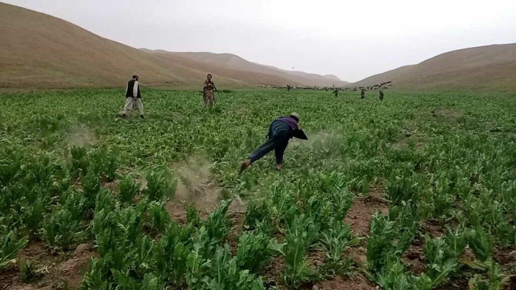 Poppies on 55 acres of land eradicated in Sar-i-Pul