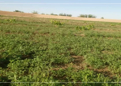 Fruit orchards planted on 700 acres of land in Farah last year