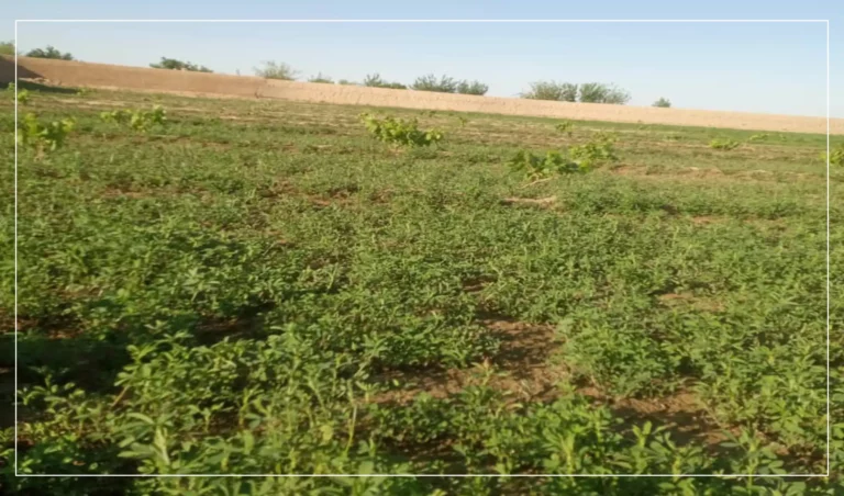Fruit orchards planted on 700 acres of land in Farah last year