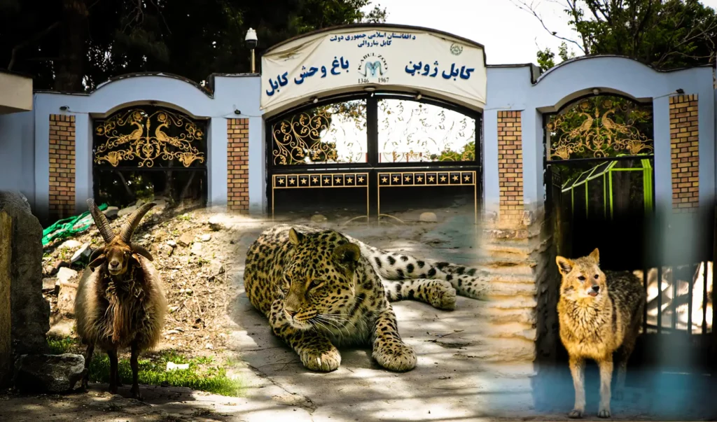 هزاران تن در ایام عید از باغ وحش کابل دیدن کرده‌اند