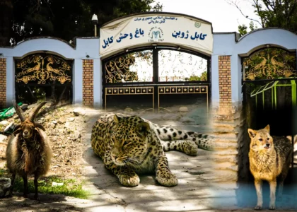 More than 30,000 visit Kabul Zoo during Eid festival