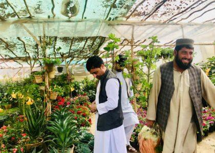 با آغاز فصل بهار بازار فروش نهال در بلخ بهبود یافته‌است