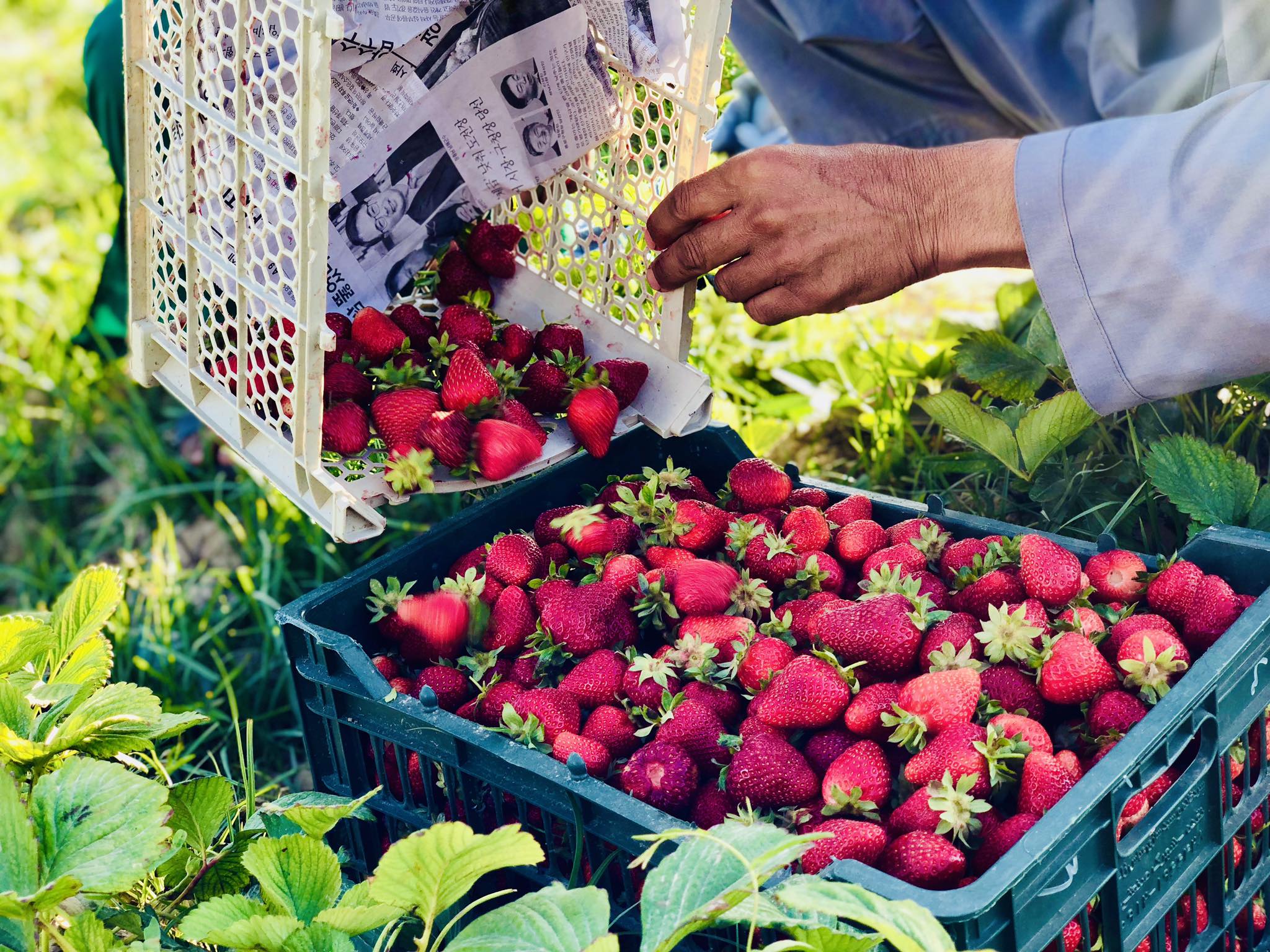 Farmers’ interest in growing strawberries increases in Balkh