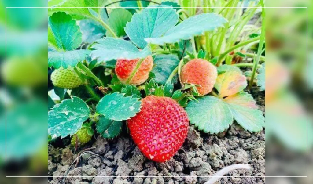 Strawberries cultivation expand in Nangarhar