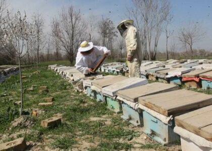 تولیدات عسل در کندز ٣۵ درصد افزایش یافته‌است