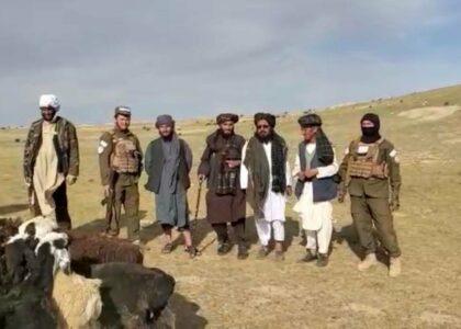 1 person detained over stealing 29 cattle in Samangan