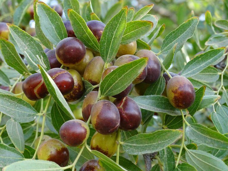 کرنې وزارت: تېر کال څه باندې څلورنیم زره مټریک ټنه عناب تولید شوي