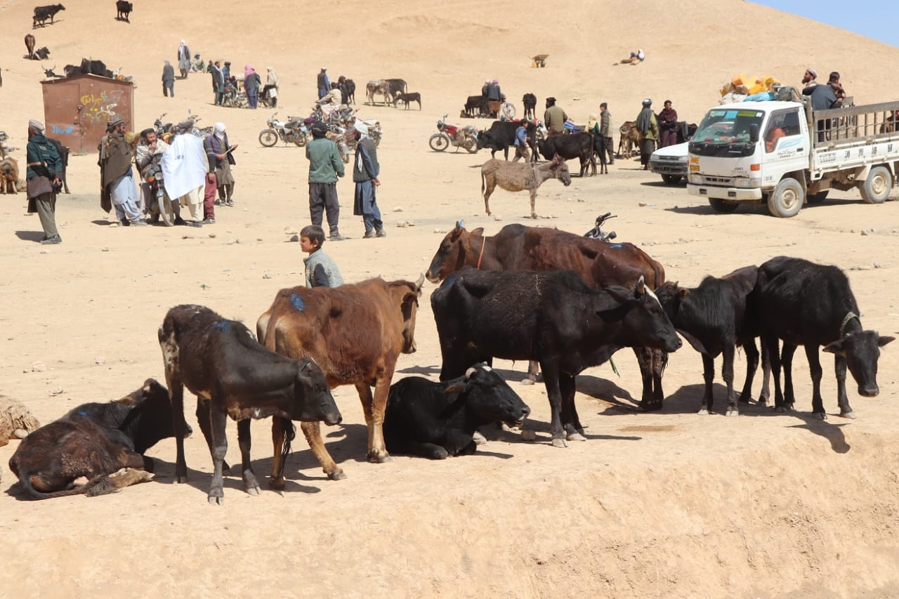 Poverty, drought force Ghor farmers to sell animals at low rate