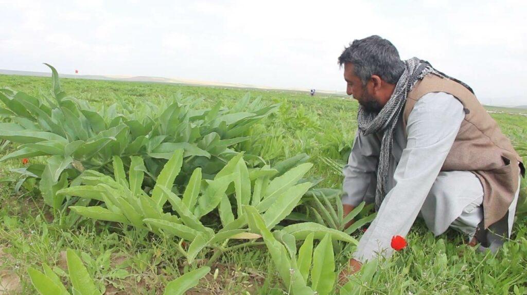 Hing cultivation grows in Kunduz lately