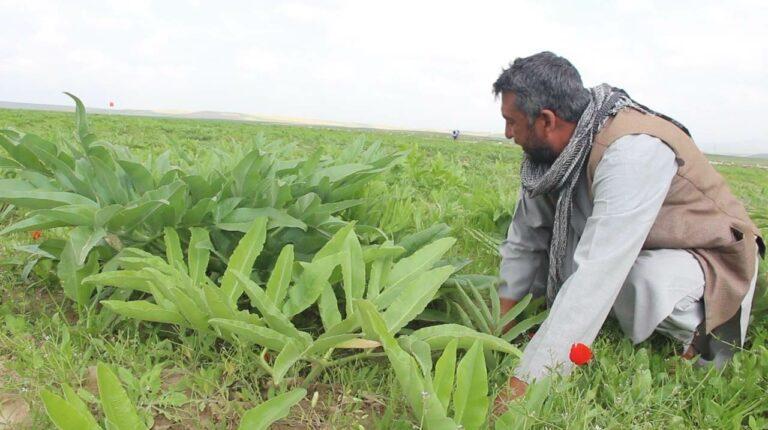 بامیان کې د انجې بوټي کرلو ته د کروندګرو لېوالتیا ډېره شوې ده