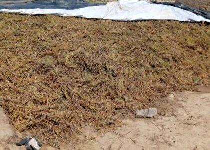14,000kg ephedra recovered in Baghlan