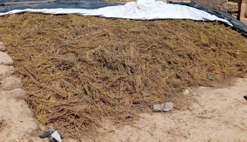 14,000kg ephedra recovered in Baghlan