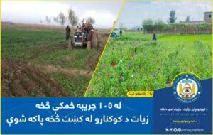 «۱۰۵ جریب زمین در شش ولایت از کشت کوکنار پاکساز‌ی شد»