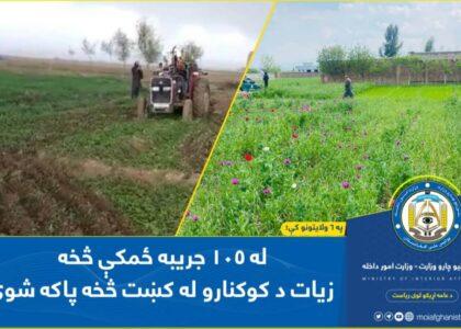 Poppies on over 50 acres of land eradicated in 6 provinces: MoI