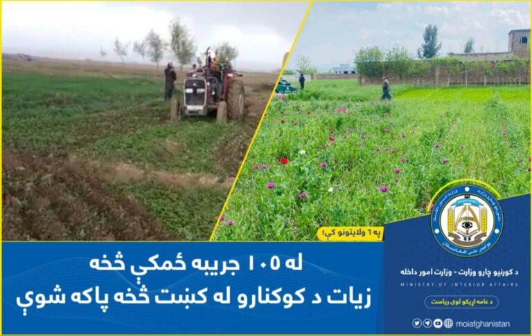 Poppies on over 50 acres of land eradicated in 6 provinces: MoI