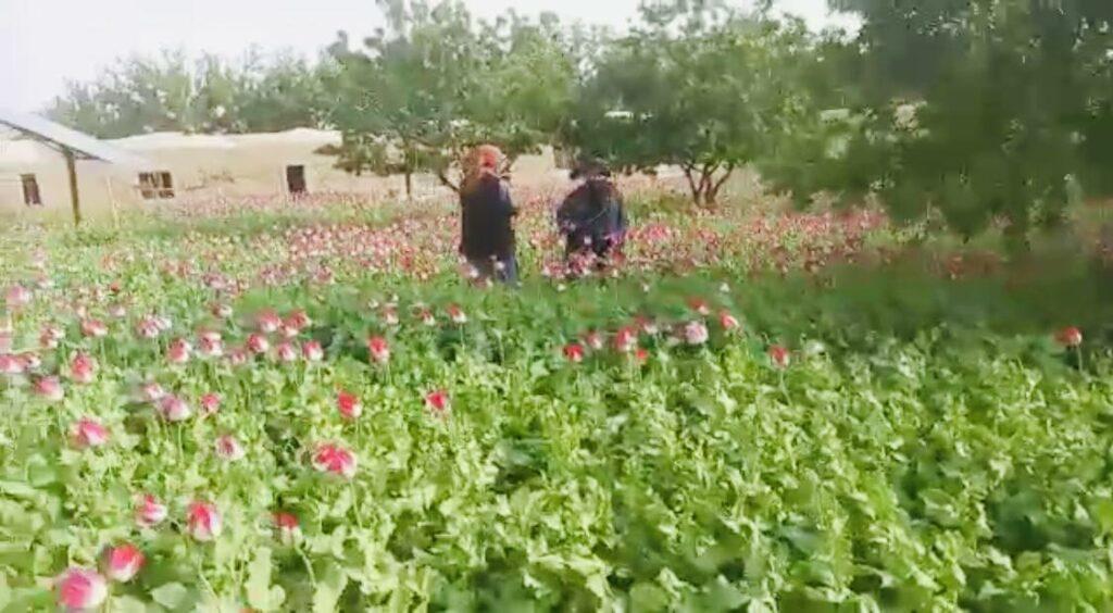 Poppy crop on 10 acres land eradicated in Balkh