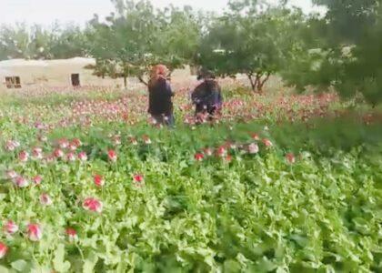 Poppy crop on 10 acres land eradicated in Balkh