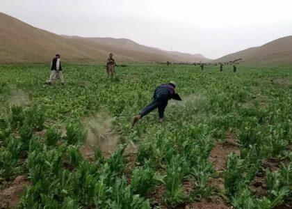 Poppies on 55 acres of land eradicated in Sar-i-Pul