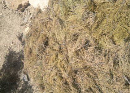1,100kg of ephedra recovered from Uruzgan cave