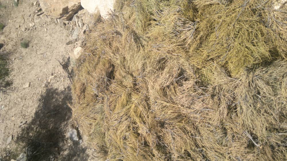 1,100kg of ephedra recovered from Uruzgan cave