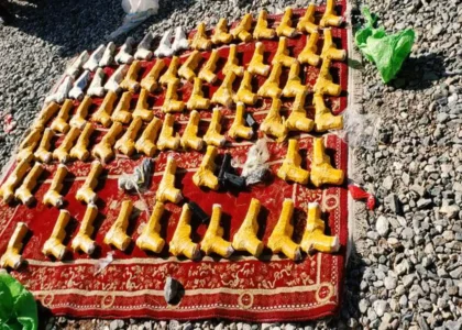 77 American Beretta pistols seized in Paktia