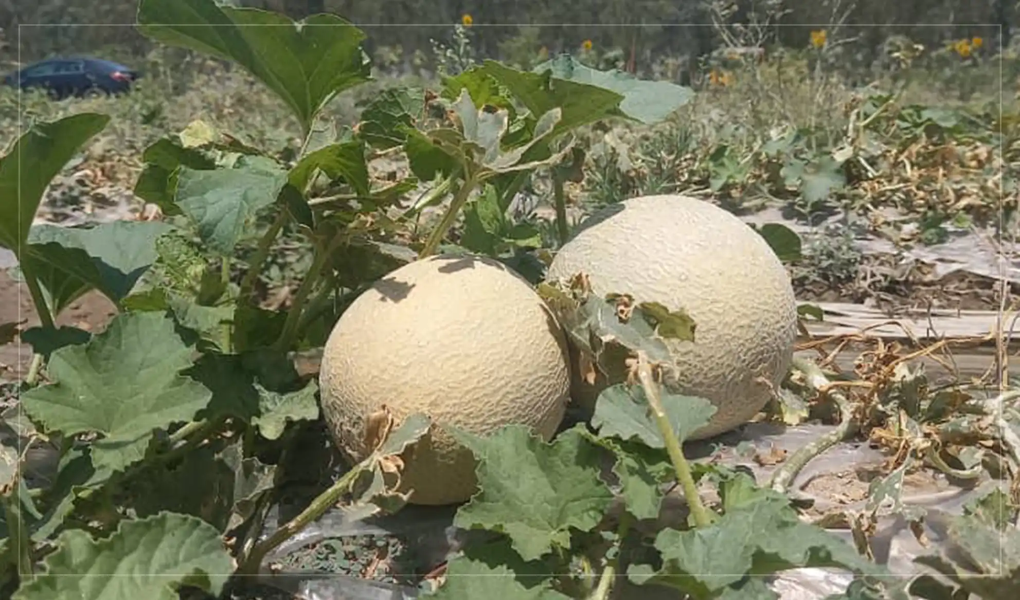 Natural disasters damaged melon crops in Nangarhar: Tenants
