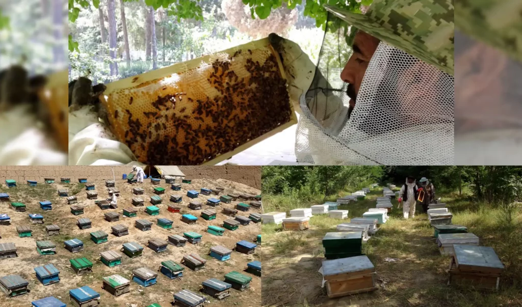 وزارت زراعت: از صنعت زنبورداری در کشور حمایت می‌کنیم