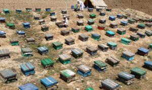 Badakhshan honey production records 50 percent increase