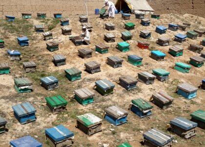 Badakhshan honey production records 50 percent increase