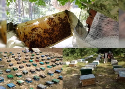 وزارت زراعت: از صنعت زنبورداری در کشور حمایت می‌کنیم