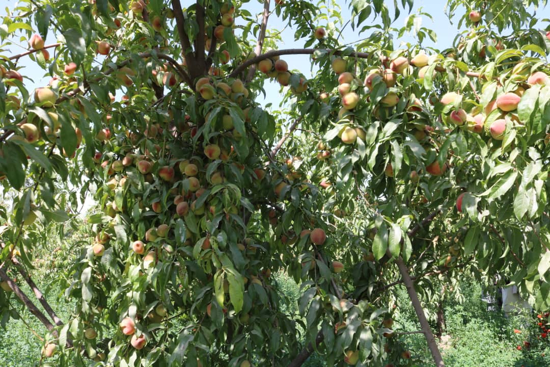 ‘Helmand peach yield up by 10pc this season’