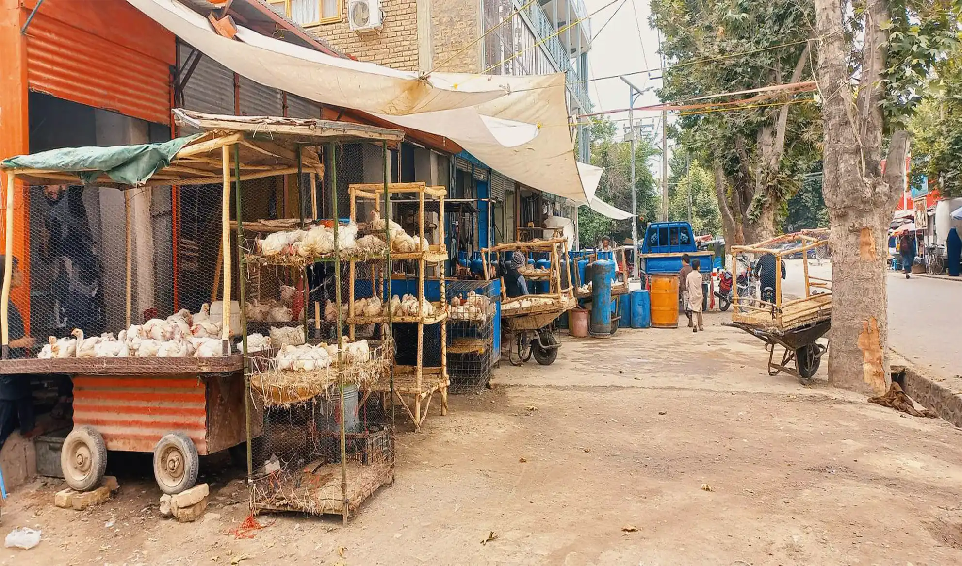 Roadside chicken sellers polluting environment in Taloqan