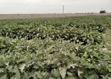 ریاست زراعت: امسال در حدود سه هزار هکتار زمین در هلمند پالیز کشت شده‌است