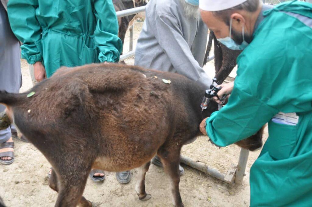برای بیش از ۲۰۰ هزار گاو در بدخشان واکسین لمپی‌سکین تطبیق می‌شود